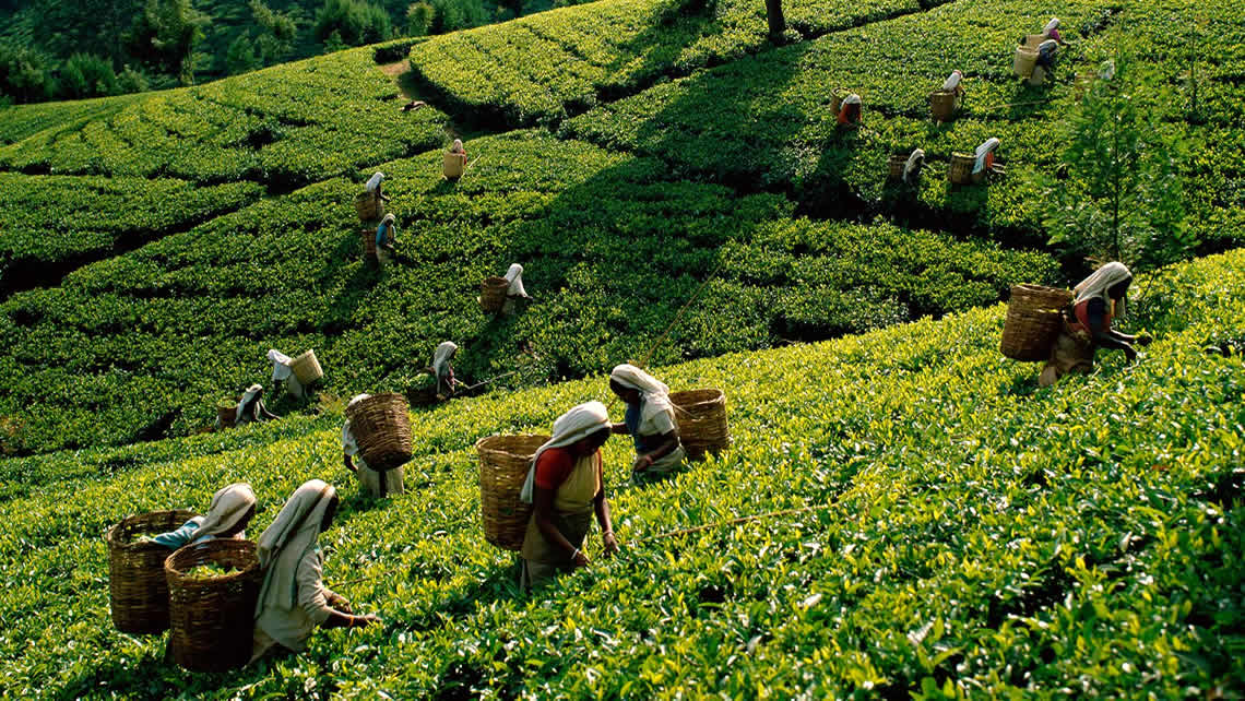 tea pluckers Sri Lanka
