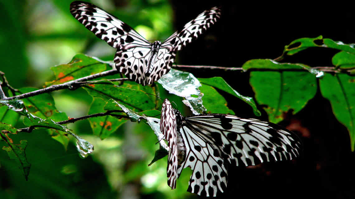 Butterfly Sri Lanka