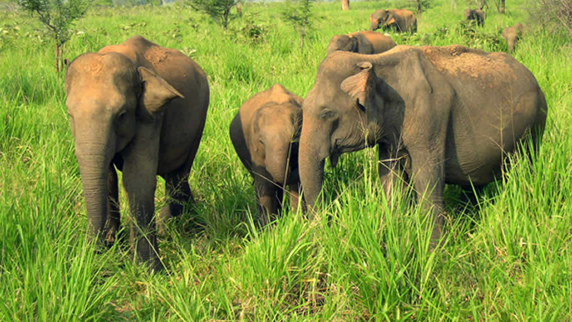 Elephant Orphanage Lanka